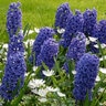 Hyacinthus Bulb Orientalis Blue Jacket Hyacinth