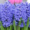 Hyacinthus Bulb Orientalis Blue Jacket Hyacinth