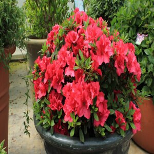 Rhododendron x Red Red Azalea 3 gal. Container