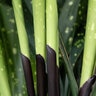Aspidistra Elatior Spek-tacular Cast Iron Plant