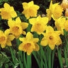 Narcissus Bulb Trumpet Dutch Master Daffodil Pallet Program 40 Count Bag