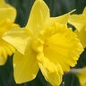 Narcissus Bulb Trumpet Dutch Master Daffodil Pallet Program 40 Count Bag
