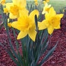 Narcissus Bulb Trumpet Dutch Master Daffodil Pallet Program 40 Count Bag