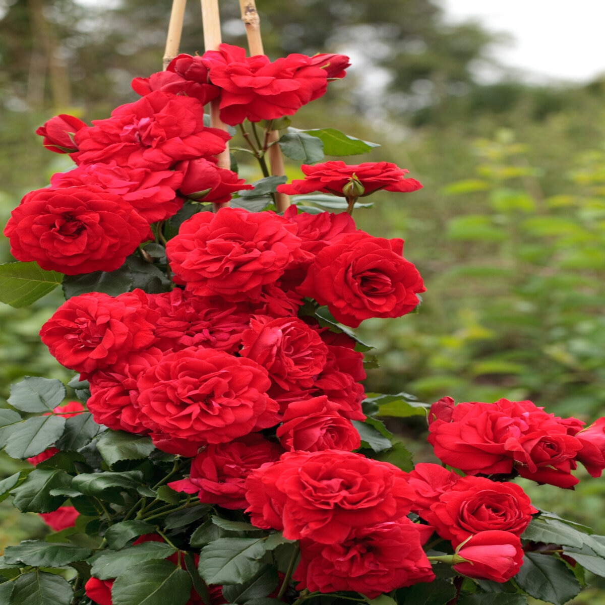 Rosa x Crimson Sky Climbing Rose | SiteOne