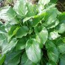 Hosta Invincible Plantain Lily