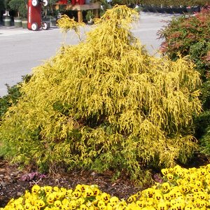 Chamaecyparis Pisifera Pauls Gold Japanese Falsecypress