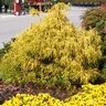 Chamaecyparis Pisifera Pauls Gold Japanese Falsecypress