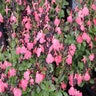 Salvia Greggii Mirage Salmon Sage