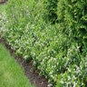 Aronia Melanocarpa Ground Hug Proven Winners Chokeberry 1 gal. Container