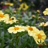 Coreopsis Grandiflora Solanna Glow Tickseed