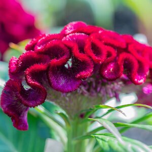 Celosia Argentea var. Cristata Cockscomb