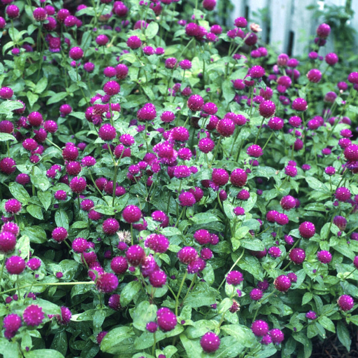 Gomphrena globosa Proven Winners Globe Amaranth | SiteOne US