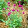 Gomphrena Globosa Globe Amaranth