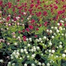 Gomphrena Globosa Globe Amaranth