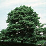 Tilia X Euchlora Caucasian Linden
