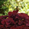 Solenostemon Scutellarioides Volcanica Redhead Coleus