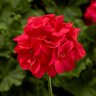 Pelargonium Interspecific Calliope Large Coral Geranium