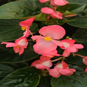 Begonia X Benariensis Whopper Rose Green Leaf Begonia