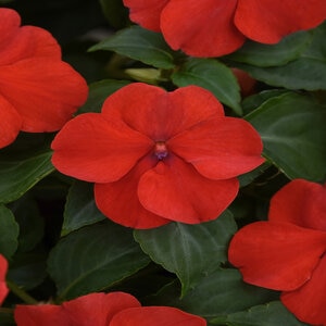 Impatiens Walleriana Beacon Bright Red Impatiens