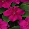 Impatiens Walleriana Beacon Violet Shades Impatiens