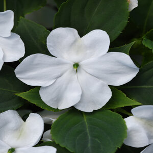 Impatiens Walleriana Beacon White Impatiens