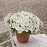 Petunia X Hybrida Easy Wave White Spreading Petunia