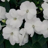 Impatiens hawkeri Infinity White Proven Winners New Guinea Impatiens