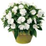 Impatiens hawkeri Infinity White Proven Winners New Guinea Impatiens