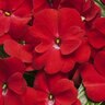 Impatiens hawkeri Infinity Red Proven Winners New Guinea Impatiens