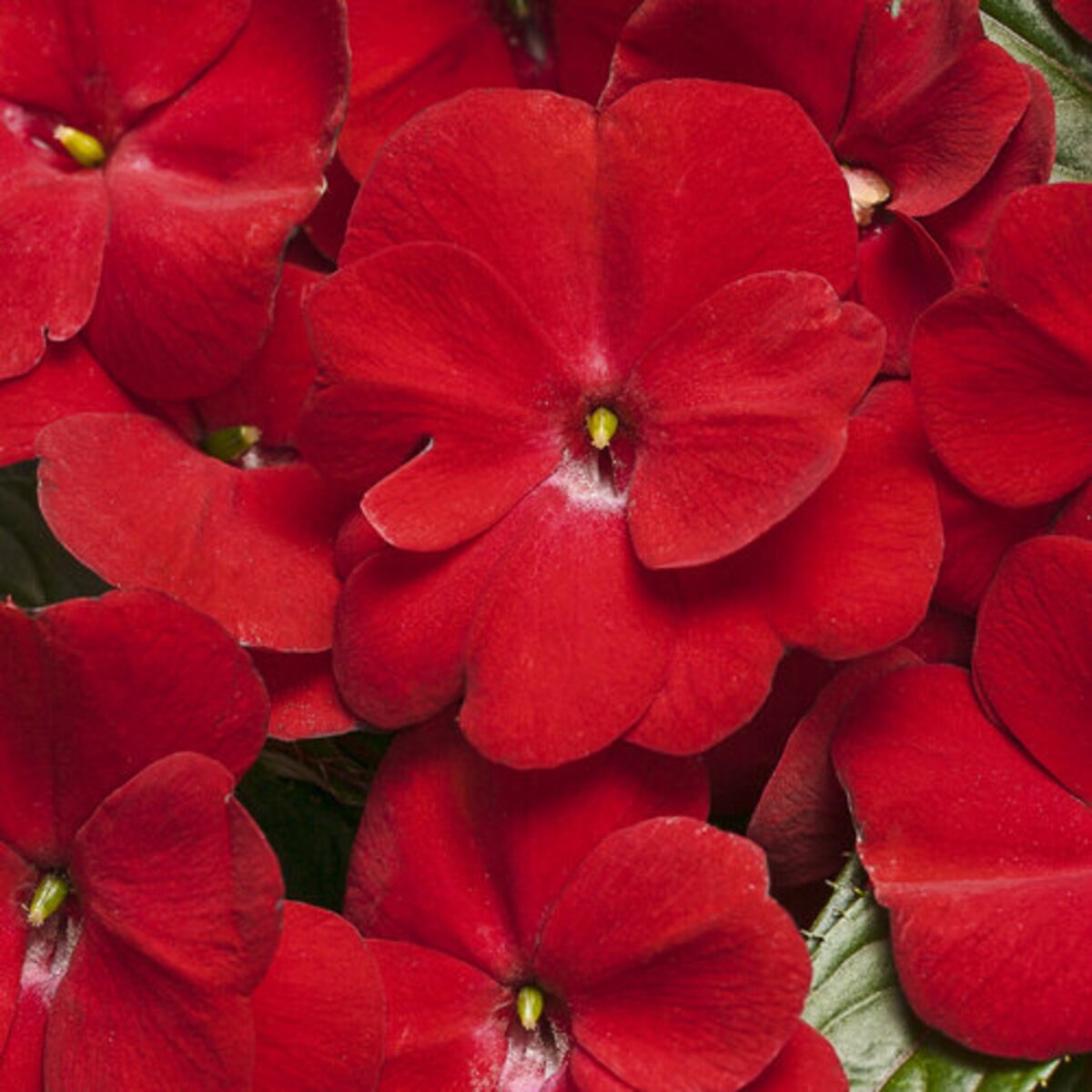 Impatiens hawkeri Infinity Red Proven Winners New Guinea Impatiens ...