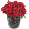 Impatiens hawkeri Infinity Red Proven Winners New Guinea Impatiens