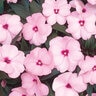 Impatiens hawkeri Infinity Pink Proven Winners New Guinea Impatiens