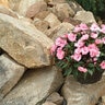 Impatiens hawkeri Infinity Pink Proven Winners New Guinea Impatiens
