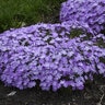 Phlox x bifida Bedazzled Lavender Hybrid Spring Phlox