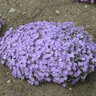 Phlox x bifida Bedazzled Lavender Hybrid Spring Phlox