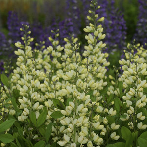 Baptisia x Decadence Vanilla Cream Proven Winners False Indigo