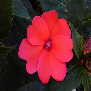 Impatiens X Hybrida SunPatiens Compact Coral Pink New Guinea Impatiens