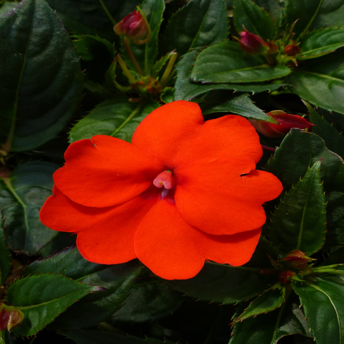 Impatiens x hybrida SunPatiens Compact Electric Orange Proven Winners ...
