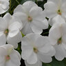 Impatiens x hybrida SunPatiens Compact White New Guinea Impatiens