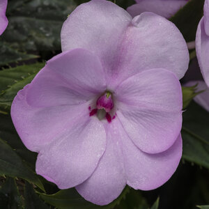 Impatiens X Hybrida SunPatiens Compact Orchid Blush New Guinea Impatiens