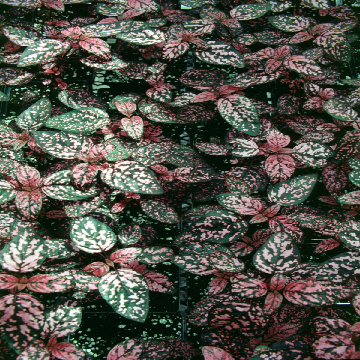 Hypoestes phyllostachya Polka Dot Plant | SiteOne US