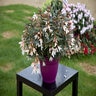 Begonia Boliviensis Bossa Nova Pure White Begonia