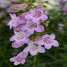Penstemon X Quartz Amethyst Beardtongue
