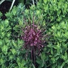 Allium Schuberti Ornamental Onion