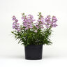 Penstemon X Quartz Amethyst Beardtongue