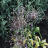 Allium Schuberti Ornamental Onion