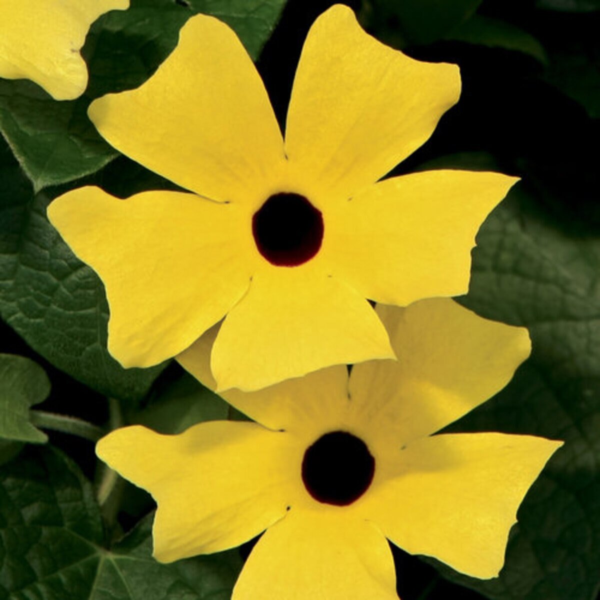 Thunbergia alata Lemon A-Peel Proven Winners Eyed Susan Vine | SiteOne US