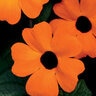 Thunbergia Alata Orange A-Peel Black-Eyed Susan Vine