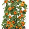 Thunbergia Alata Orange A-Peel Black-Eyed Susan Vine