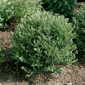 Ilex Crenata Hoogendorn Portfolio Japanese Holly 15 gal. Container